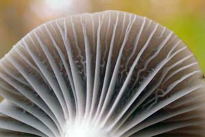 Jagged lines between the long gills are what is called intervenose gills. 